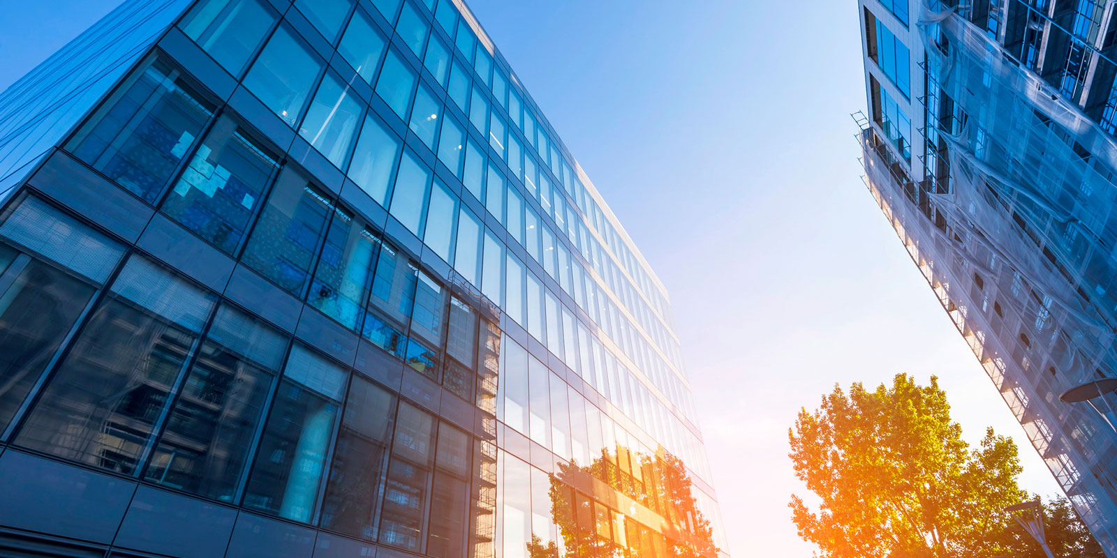 Two tall buildings, one glass-fronted and one with scaffolding, with a tree and clear blue sky.