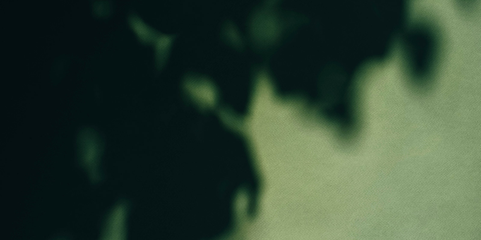 Shadowy foliage against a light background, blurred and darkened.
