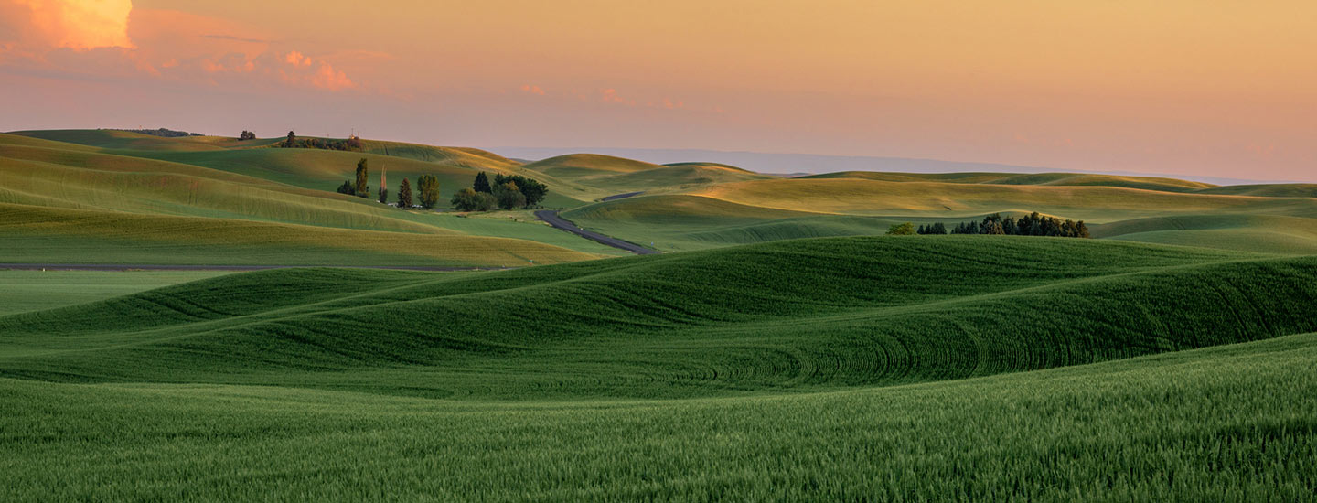 Rolling green hills at sunset with scattered trees and a winding road.