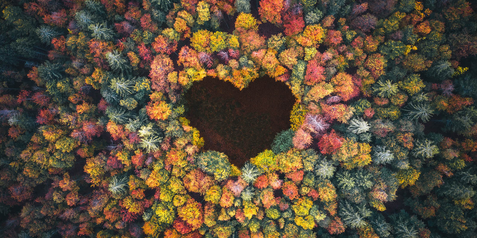 Aerial view of an autumn forest with trees in warm hues forming a heart-shaped clearing at the centre.