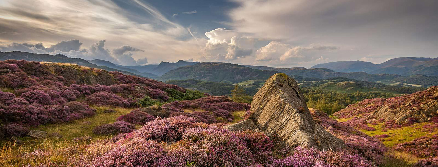 A British landscape with rolling green hills, purple heather, and a jagged rock under a partly cloudy sky